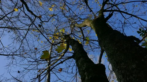 Tall trees in sunlight seen from below, time lapse Stock Footage 170877509