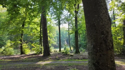 Tall trees in a sunlit forest clearing with green undergrowth. Stock Footage 288834318