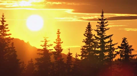 Tall Trees Sunset Timelapse Stock Footage 7755956