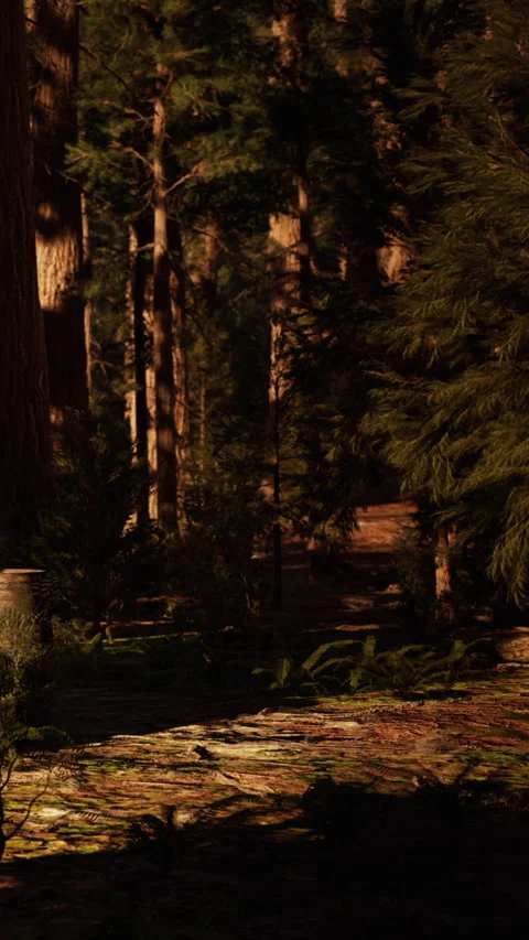 Tall trees surround a forest path with sunlight filtering through branches Stock Footage 346677189