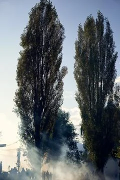Tall trees surrounded by mist create an ethereal atmosphere during a gathering Stock Photos