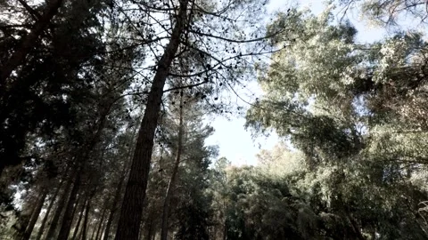 Tall trees sway gently under the clear blue sky in a serene forest Stock Footage 301304292