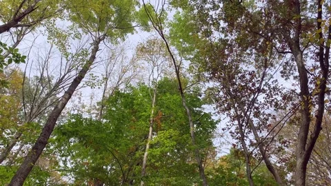 Tall Trees Sway in Wind During Autumn Stock Footage 170900525