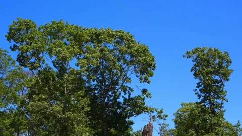 Tall Trees Sway in Wind 스톡 동영상 93321457
