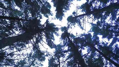 Tall trees swaying in breeze as they converge skyward overhead. Stock Footage 154381759