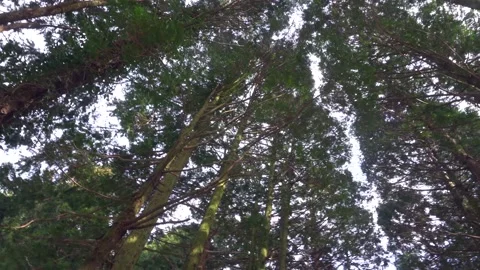 Tall trees swaying in the wind Vídeos de archivo 332142352