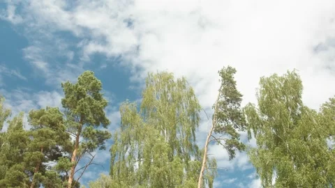 Tall Trees Swaying In the Wind In Summer Stock Footage 137315634