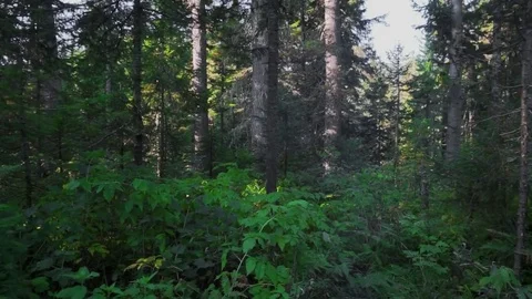 Tall trees of taiga Stock Footage 81662382