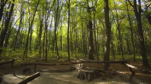 Tall Trees Tower over Trailhead in Ukrainian Forest Stock-Footage 102115989