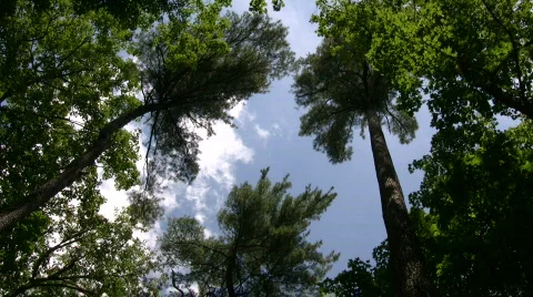 Tall trees tower towards the blue sky (High Definition) Stock Footage 360847