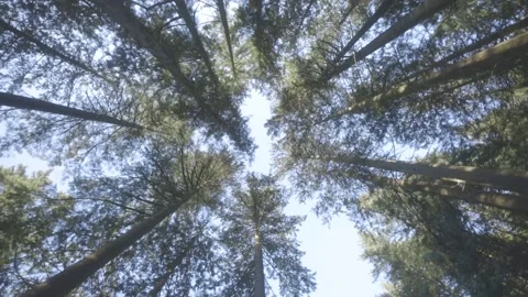 Tall Trees towering over camera Video stock 154326995