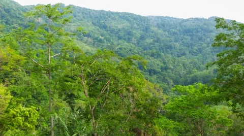 Tall trees in the tropical jungle Stock-Footage 40788682