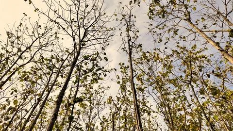 Tall Trees Under Cloudy Sky Stock-Fotos