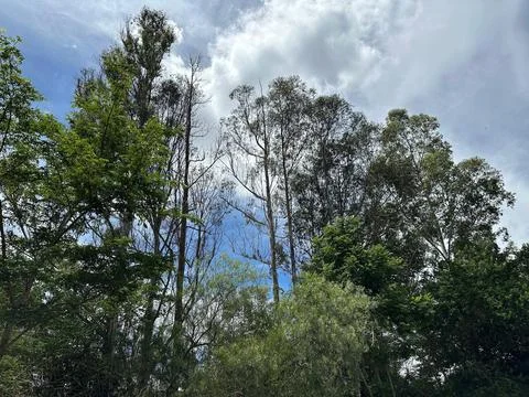 Tall trees under cloudy sky Stock Photos