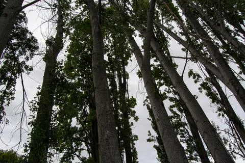 Tall Trees Under a Cloudy Sky Stock Photos
