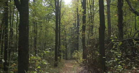 Tall trees under the moody sky by fall 4K video Stock Footage 320396577