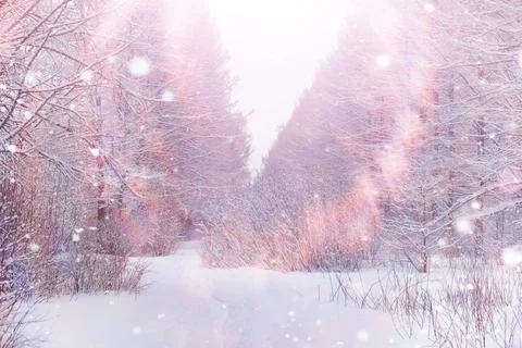 Tall trees under snow cover. January frosty day in winter park. Stock Photos