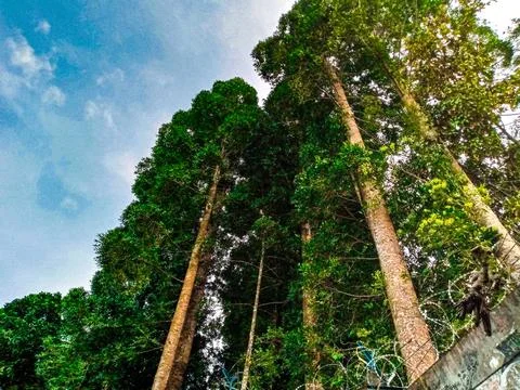 Tall Trees Upward View Foto stock