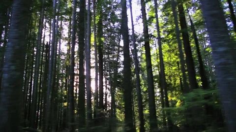 Tall trees in Vancouver, Canada Stock Footage 55654910