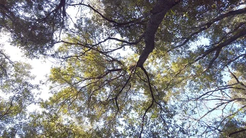 Tall trees view from a camera rotation Video stock 125947104