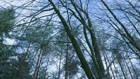 Tall Trees View, Chilly Blue Tones With Vertical Tree Perspectives Capturing Stock Footage 327052076