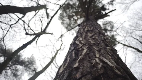 Tall trees viewed from bottom Stock-Footage 71955621