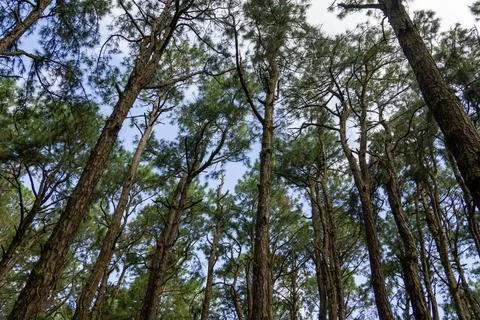 Tall trees viewed from low angle in a nature park Stock Photos