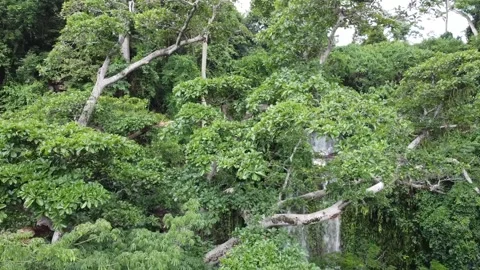 Tall Trees with Waterfall behind Stock Footage 296874385