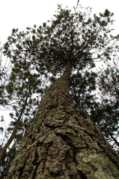 Tall trees with white background Stock Photos
