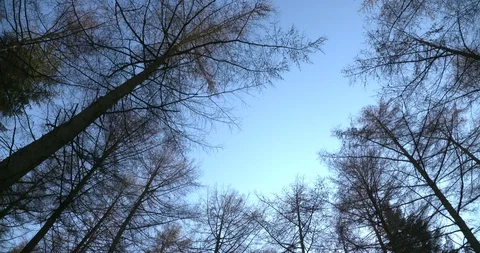 Tall trees in Windy Forest 4k Stock Footage 127597312