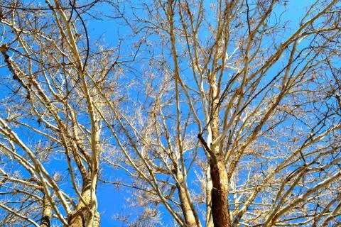 Tall Trees in Winter Stock Photos