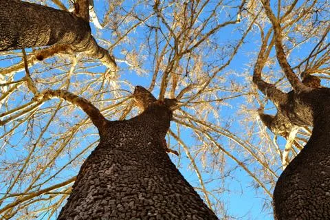 Tall Trees in Winter Stock Photos