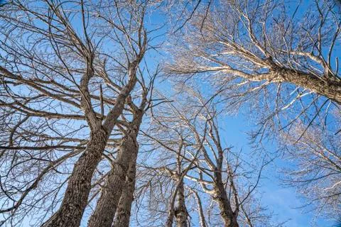 Tall trees in winter Stock Photos