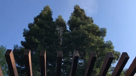 Tall Tress Blowing in the Wind Stock Footage 127674652