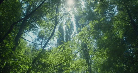 Tall Tress In The Forest Dance With The Wind 스톡 동영상 246050293
