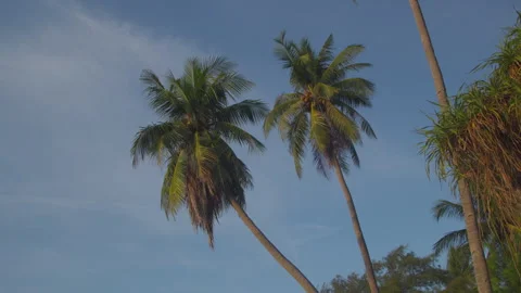 Tall Tropical Coconut Palm Tree Swaying in the Sea Stock Footage 336214500