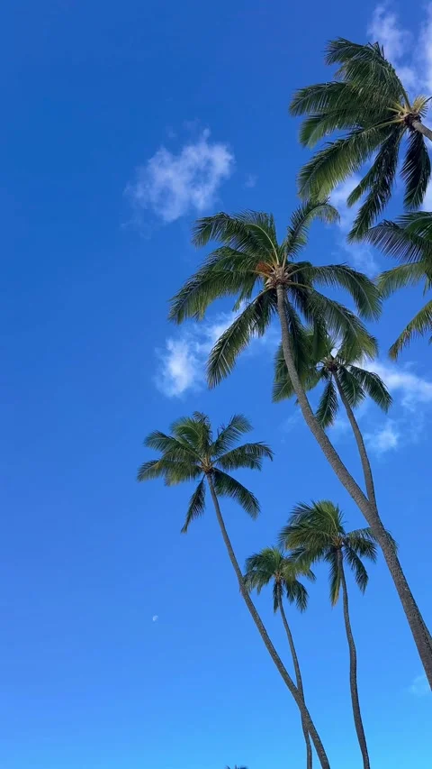 Tall Tropical Coconut Palm Trees Swaying Against Bright Blue Sky Video stock 344584292