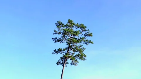 Tall tropical pine tree with clear sky background time lapse shot Stock Footage 82704323