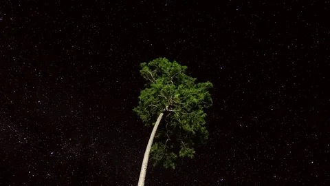 Tall tropical pine tree with starry night sky background time lapse shot Stock Footage 82701915