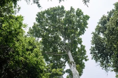 Tall Tropical Tree Canopy from Low Angle Stock Photos