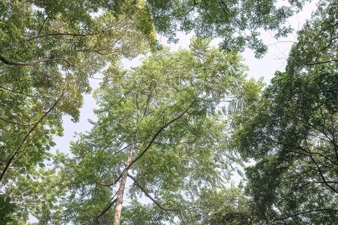Tall Tropical Tree Canopy with Open Sky from Below Stock Photos