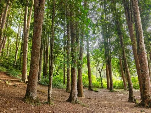 Tall Tropical Tree Trunks in a Lush Green Forest with Bright Sunlight Stock Photos