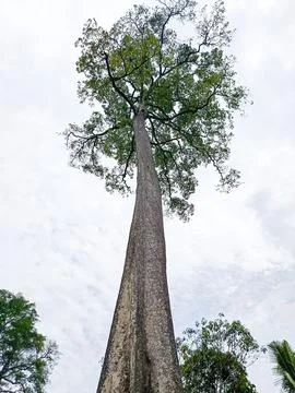 Tall Tropical Tree Viewed from Below Against Sky, Low Angle Perspective of Fores Stock Photos