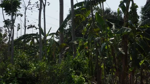 Tall Tropical Trees Stock Footage 333958275