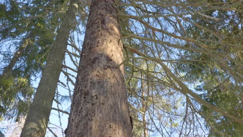 The tall trunk of the spruce tree in the forest Stock Footage 151364245
