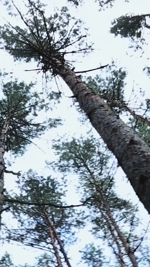 Tall trunks and treetops against the sky. camera movement Stock Footage 312361832