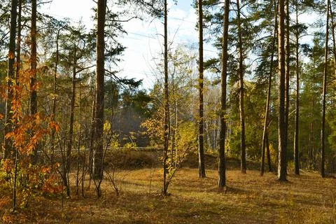 The tall trunks of the pine trees in the autumn woods under the evening sun Stock-Fotos