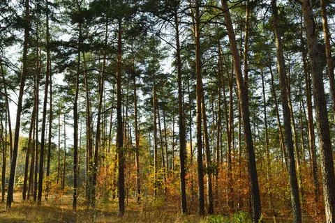 The tall trunks of the pine trees in the autumn woods under the evening sun Stock Photos