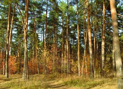 The tall trunks of the pine trees in the autumn woods under the evening sun Stock Photos