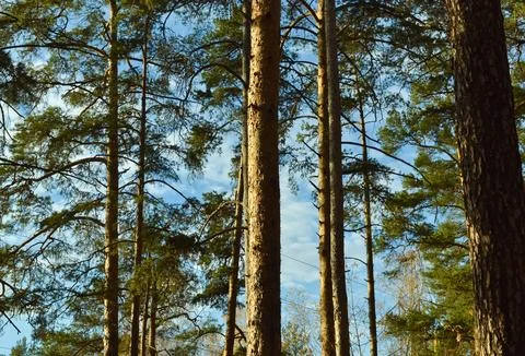 The tall trunks of the pine trees in the autumn woods under the evening sun Stock-Fotos